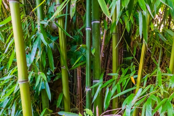 Bamboo Trimming in Round Rock