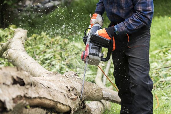 Branch Removal Service in Round Rock