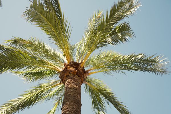 Palm Tree Pruning in Round Rock