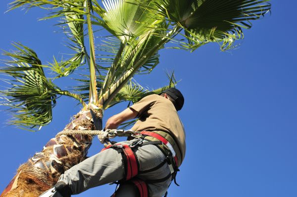 Palm Tree Trimming in Round Rock