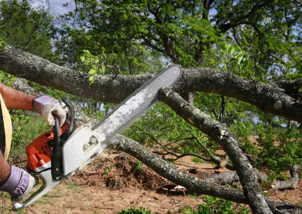 Tree Lopping Service in Round Rock