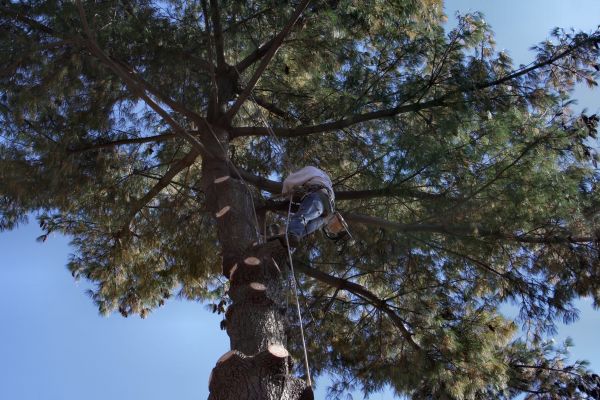 Trimming Service in Round Rock