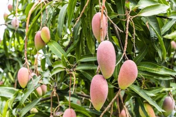 Mango Tree Trimming in Round Rock
