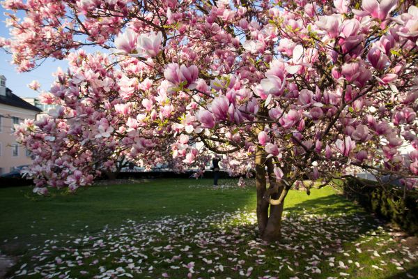 Ornamental Tree Pruning in Round Rock