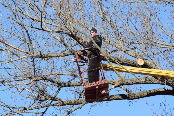 Emergency Tree Trimming in Round Rock