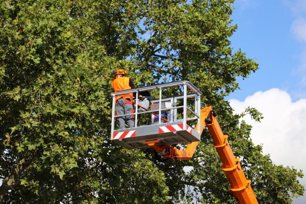 Commercial Tree Service in Round Rock