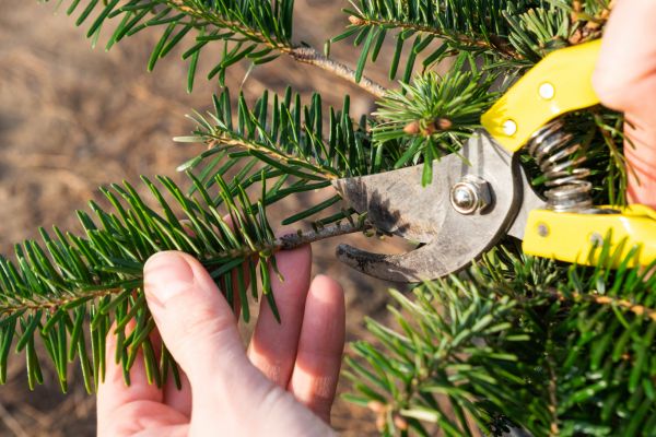 Pine Tree Pruning in Round Rock