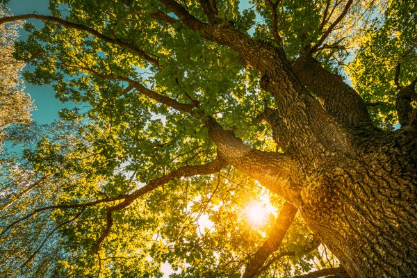Oak Tree Pruning in Round Rock