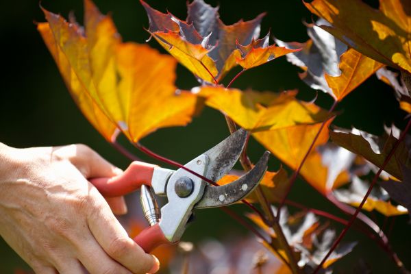 Maple Tree Pruning in Round Rock