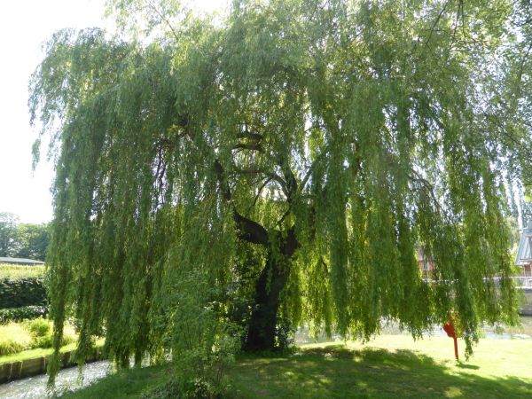 Willow Tree Trimming in Round Rock