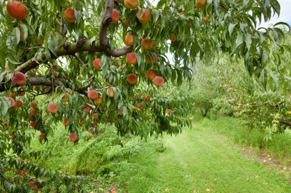Peach Tree Pruning in Round Rock