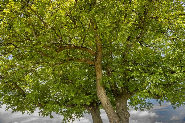 Walnut Tree Trimming in Round Rock