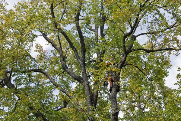 Tree Crown Shaping in Round Rock