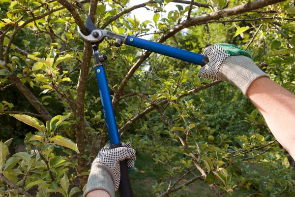 Residential Tree Pruning in Round Rock