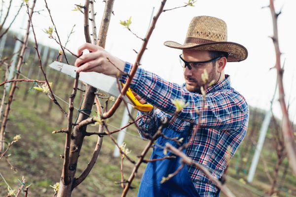 Orchard Tree Pruning in Round Rock