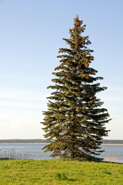 Spruce Tree Pruning in Round Rock