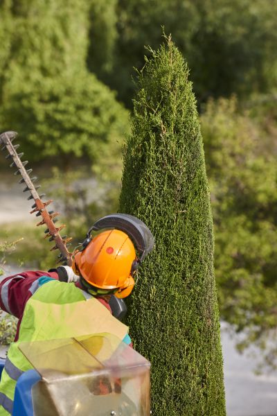 Cypress Tree Trimming in Round Rock
