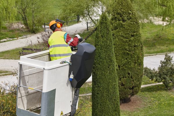 Cypress Tree Pruning in Round Rock