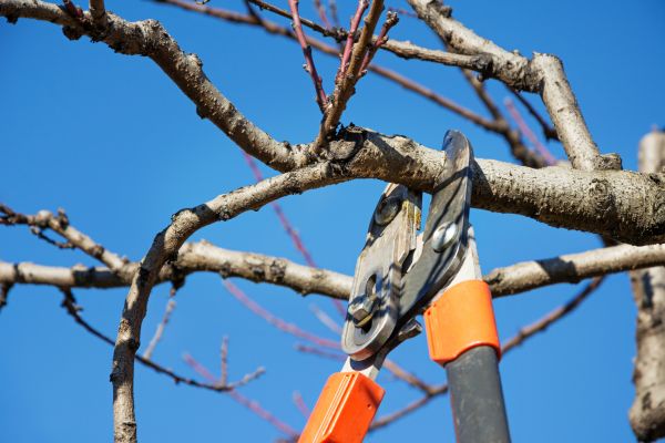 Peach Tree Trimming in Round Rock