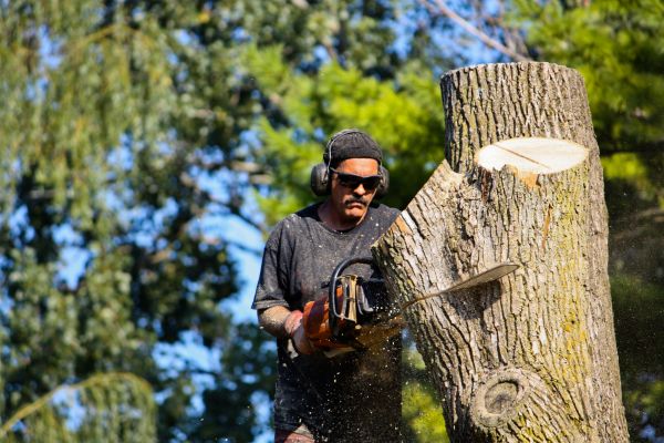 Ash Tree Pruning in Round Rock