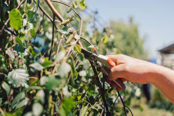 Birch Tree Pruning in Round Rock
