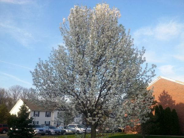 Bradford Pear Tree Pruning in Round Rock