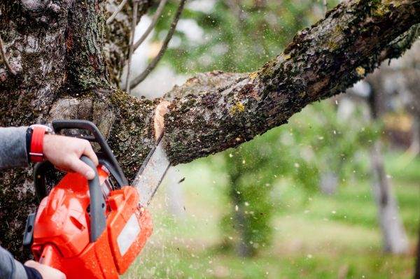 Branch Cutting Service in Round Rock