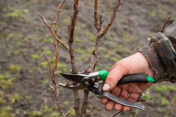 Pear Trees Pruning in Round Rock