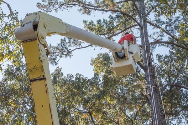 Limbs Trimming in Round Rock