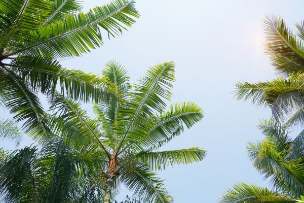 Queen Palm Tree Trimming in Round Rock