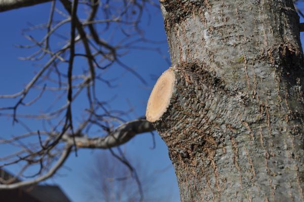 Limb Pruning in Round Rock
