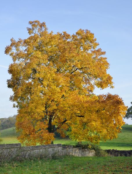 Hickory Tree Trimming in Round Rock