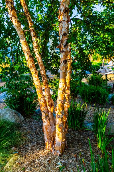 River Birch Trimming in Round Rock