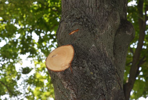 Limb Cutting in Round Rock