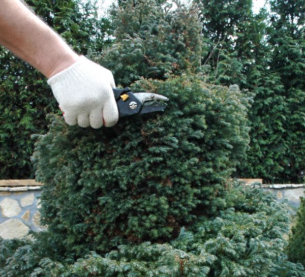Ornamental Tree Trimming in Round Rock