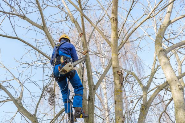Large Tree Trimming in Round Rock