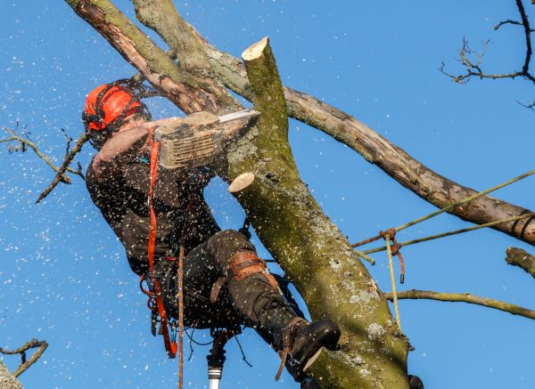 Tree Trimming Service in Round Rock