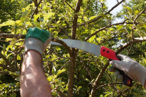 Apple Tree Trimming in Round Rock
