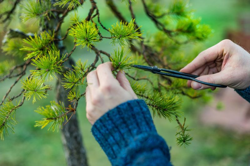 Pine Tree Pruning