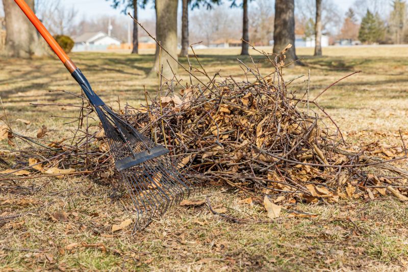 Tree Limbs Removal