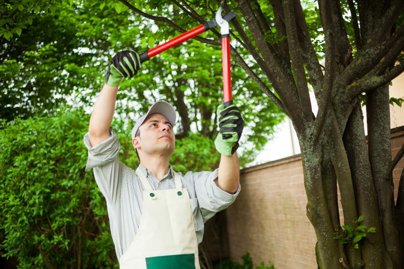 Quality Tree Care Tools